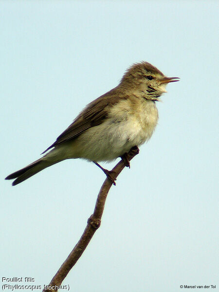 Willow Warbler