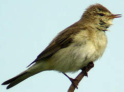 Willow Warbler