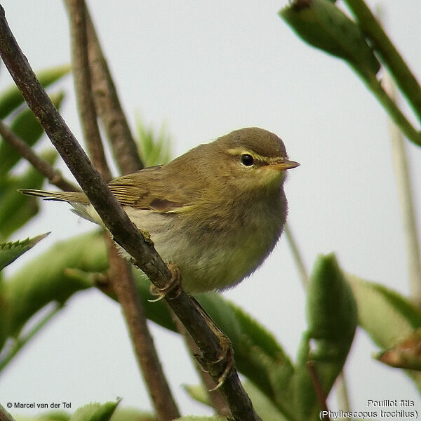 Willow Warbler