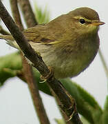 Willow Warbler