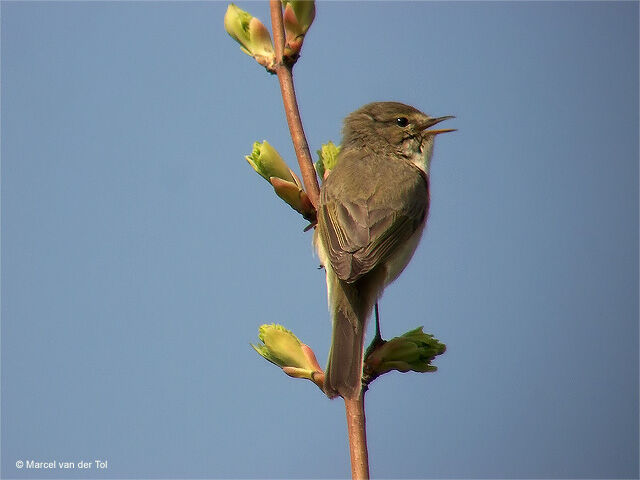 Common Chiffchaff