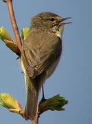 Common Chiffchaff