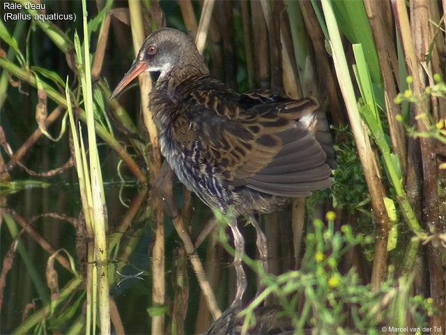 Water Rail