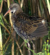 Water Rail