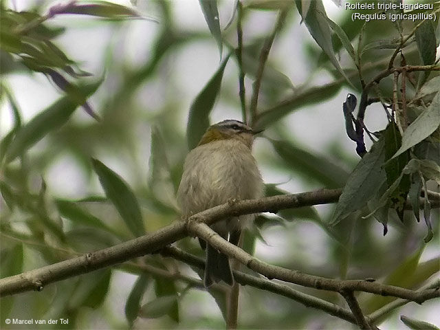 Common Firecrest