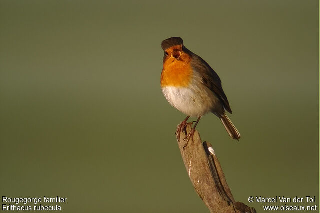 European Robin