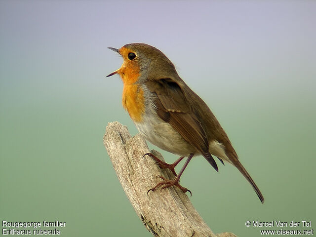 European Robin