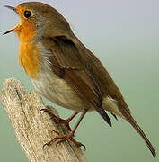 European Robin