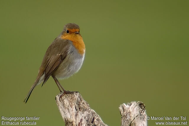 European Robin