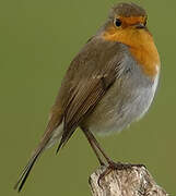 European Robin