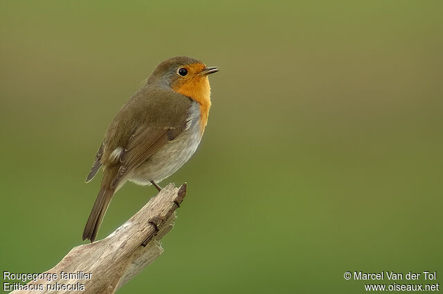 European Robin