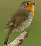 European Robin