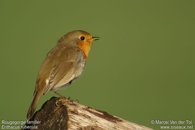 European Robin