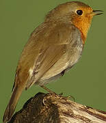 European Robin