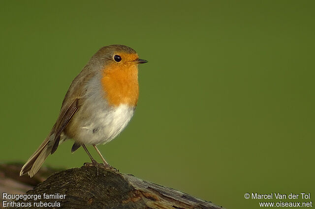 European Robin