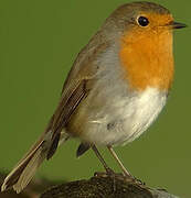 European Robin