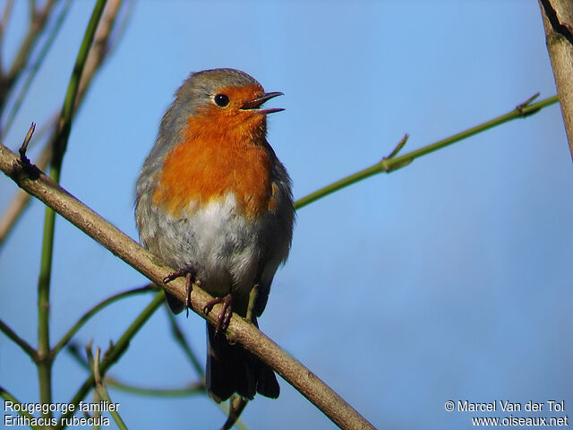 European Robin male adult