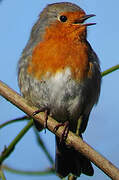 European Robin