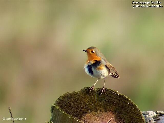 European Robin