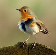 European Robin