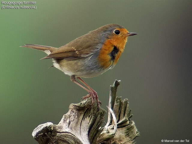 European Robin