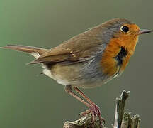 European Robin