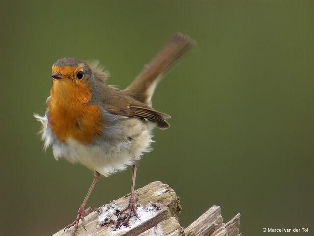 European Robin