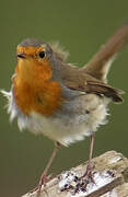 European Robin