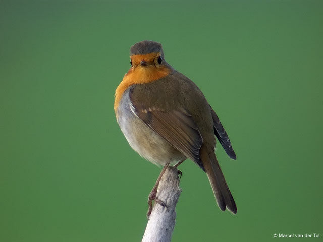 European Robin