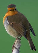 European Robin