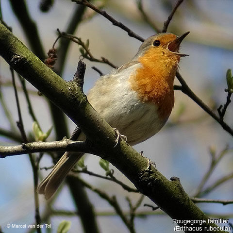 European Robin