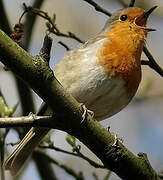 European Robin