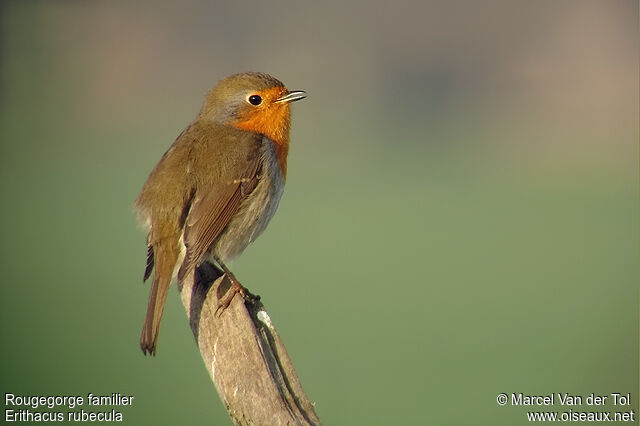 European Robin