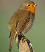 European Robin