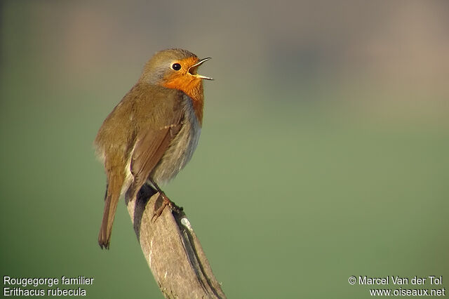 European Robin