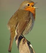 European Robin