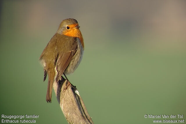 European Robin