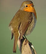 European Robin