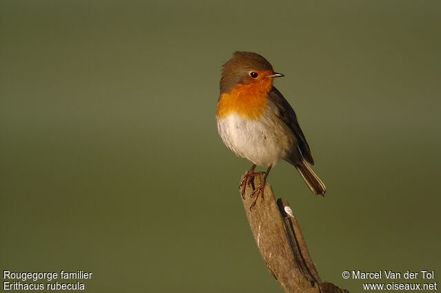 European Robin