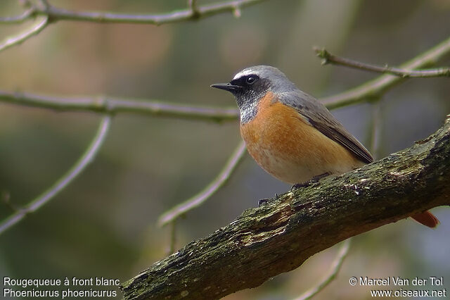 Common Redstart male adult