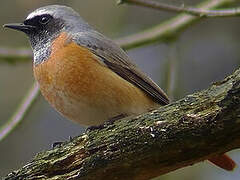 Common Redstart