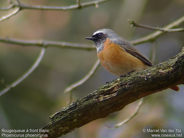 Common Redstart male adult