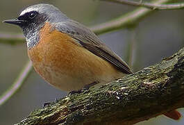 Common Redstart