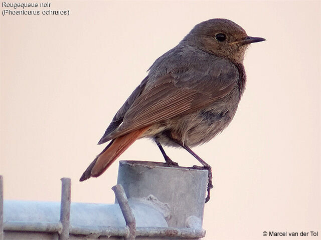 Black Redstart