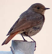 Black Redstart