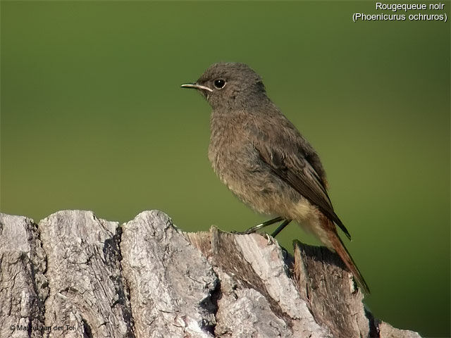 Black Redstart