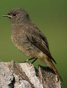 Black Redstart