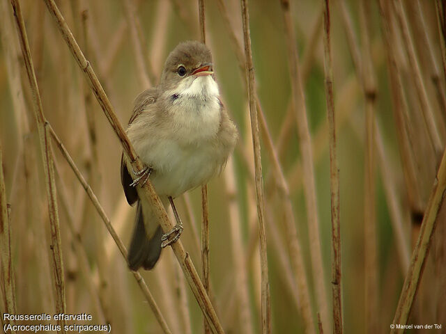 Eurasian Reed Warbler