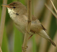 Common Reed Warbler