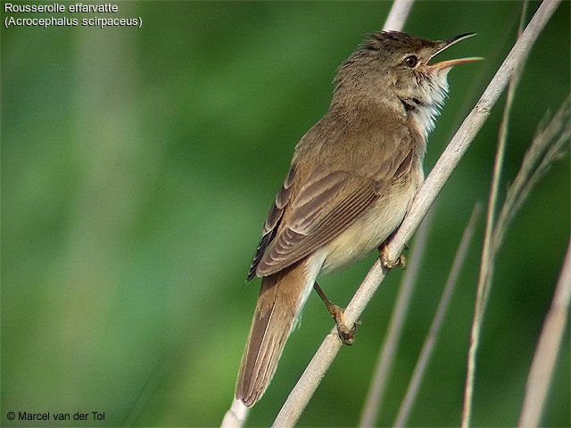 Eurasian Reed Warbler